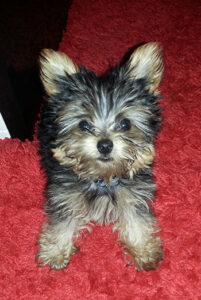 Yorkie 5